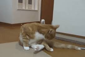 Home behavior/training how and why flehmen response in cats: Vomeronasal Organ Explore Tumblr Posts And Blogs Tumgir