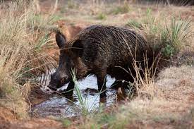 We did not find results for: Wild Hogs Problems And Solutions Texas Wildlife Association