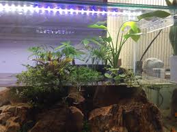 My Aquascape 2016 09 14 Low Tech Low Maintenance High Growth Riverbed Sand Wood Fossil Stone Wabi Kusa X4 Riparium P Aquascape Aquarium Fish Fish Tank