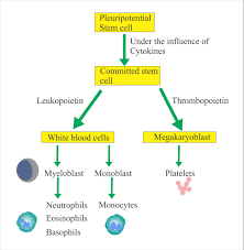 white blood cell part 2 white blood cells labpedia net