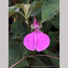Image result for Impatiens gomphophylla