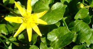 Scharbockskraut Krauter Pflanzen Pflanzen Pflanzenblatter