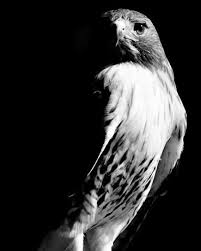 Black And White Birds In Michigan Hawk Digital Photography Black And White Photographyl Bird Etsy Black And White Birds Bird Art Bird Photography