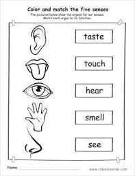 The Five Senses Matching Activity Worksheet For Preschools Five Senses Worksheet Senses Preschool Senses Activities