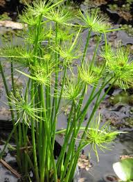 Image result for Cyperus prolifer