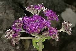 Image result for Dewildemania filifolia