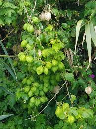 Image result for Cardiospermum grandiflorum