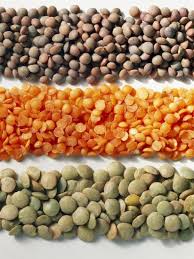 Image result for Lens culinaris