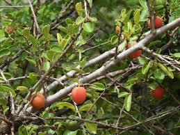 Image result for Ximenia afra