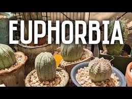Image result for Euphorbia baylissii