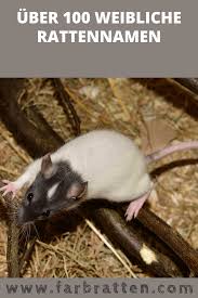 Rattennamen Weiblich Uber 100 Tolle Ideen Fur Deine Ratte Ratte Haustier Ratten Haustiere