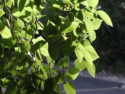 Image result for Celtis sinensis