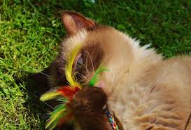 Saya kasih nama lucky karena nama kucing q tokki artinya kelinci warna putih jahe,lincah sprti kelinci,yeppo yg cantik suaranya lembut. Nama Kucing Jantan Yang Lucu Keren Dan Unik Blog Ruparupa