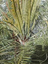 Image result for Cycas thouarsii