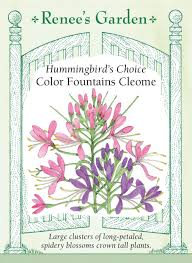 Image result for Cleome bororensis