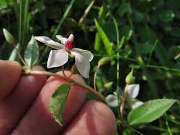 Image result for Sauvagesia