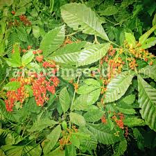 Image result for Allophylus