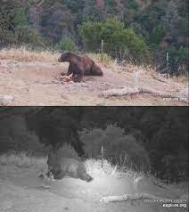 I went to the website to print. Ventana Wildlife Society On Twitter A Black Bear Was Spotted On The Https T Co S0vkrdzk4m This Weekend A Rare Bigsur Sighting And A First For The Condor Cam For More Info On Black Bears