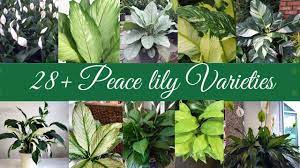Maybe you would like to learn more about one of these? Peace Lily Varieties With Names Spathiphyllum Varieties With Names Plantify Youtube