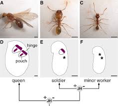 Bed bugs control toronto house pests for example bed bugs , roaches , rats along with ants may result in untold harm. Ancestral Developmental Potential Facilitates Parallel Evolution In Ants Science