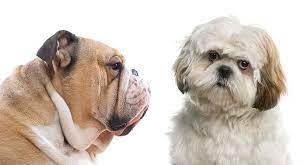 Crate training can help, not only with housebreaking, but by protecting him from unwanted groping and prodding. Bulldog Shih Tzu Mix What Kind Of Dog Should You Expect