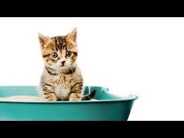 How To Litter Train A Kitten Litter Training A Cat Training A Kitten Cat Training Cats