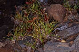 Image result for Cyperus rubicundus