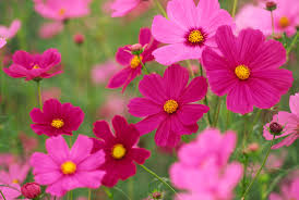All png & cliparts images on nicepng are best quality. 45 Best Summer Flowers Beautiful Flowers That Bloom All Summer