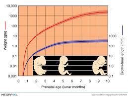 Fetal Development Chart Illustration 12907654 Megapixl