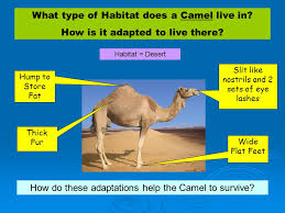 Camels are a mammal of the camelidae family. Habitats To Understand What A Habitat Is And How This Affects The Organisms That Live There Ppt Download