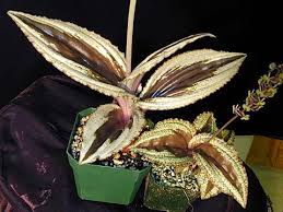 Image result for Malaxis