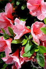 Vivid Pink And White Azalea Flower Print Fun Spring Flower Bush Wall Art For Kids Bedroom And Nursery Decoration In 2020 Azalea Flower Flowers Photography White Azalea