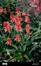 Image result for Aloe pienaarii