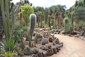 Also known as the stanford cactus garden , is a botanical garden specializing in cactus and succulents. The Secret Garden News Palo Alto Online