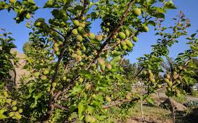 They are perfect if you have a. Don T Thin Apricot Fruit In Order To Increase Fruit Size Greg Alder S Yard Posts Southern California Food Gardening