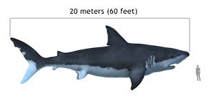 These fish are found around the world, almost always in warm, tropical or temperate seas, with the exception of the mediterranean sea. Megalodon Shark Facts Size Extinction Sightings And Other Faq Owlcation Education