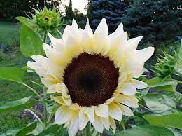 We did not find results for: White Sunflower White Sunflowers Flower Seeds Online Flower Seeds