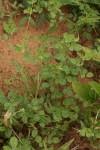 Image result for Indigofera gairdnerae
