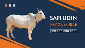Tetapi di indonesia hewan qurban yang sering disembelih adalah sapi, kambing dan domba. Contoh Iklan Hewan Qurban Sapi Kambing Domba Untuk Idul Adha Cara Beriklan Di Facebook Instagram Youtube