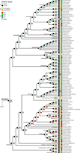 Image result for Danthoniopsis dinteri