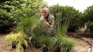Ornamental grasses add a n extra layer of beauty and depth to your garden and landscaping, and are surprisingly easy to grow. The Best Ornamental Grasses For Shade Youtube