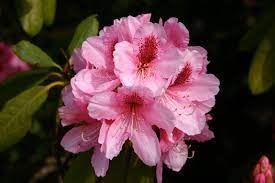 Find wedding flowers in washington for your wedding, meeting, or party at eventective.com. Rhododendron Washington State Flower Flowers Washington State My Flower