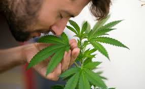 How to stop marijuana or weed cravings? How To Get Rid Of That Weed Smell Pacific Seed Bank