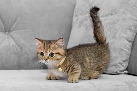 ‪All About Munchkin Cats | ASPCA® Pet Health Insurance‬‏
