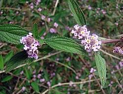 Image result for Lippia woodii