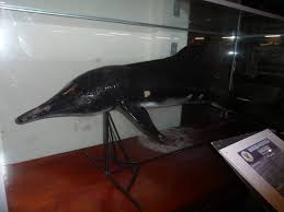 Aquarium and marine museum are synonymous, and they have mutual synonyms. Ums Aquarium And Marine Museum Zoochat