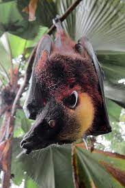 Maybe you would like to learn more about one of these? Giant Golden Crowned Flying Fox Wikipedia