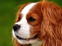 Cavalier Syringomyelia Archives Bliss Cavalier Rescue