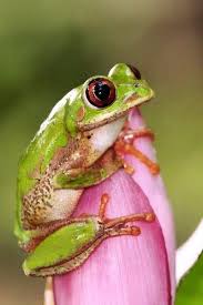 Search Result Tags Frog Viewbug Com Cute Frogs Frog Cute Animal Pictures