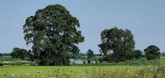 Rinde lange zeit glatt, grau, später rissig und gefeldert und dann graubraun. Baum Des Jahres 2019 Flatter Ulme Waldhilfe De